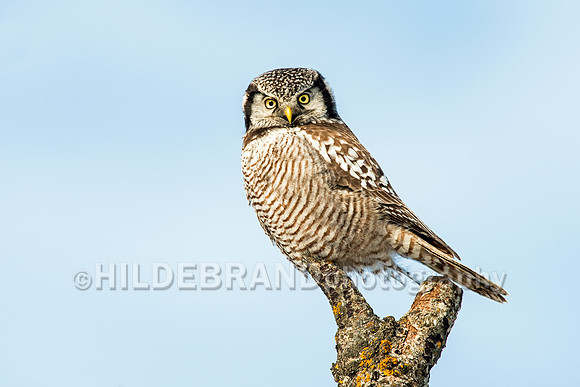 Northern Hawk-Owl