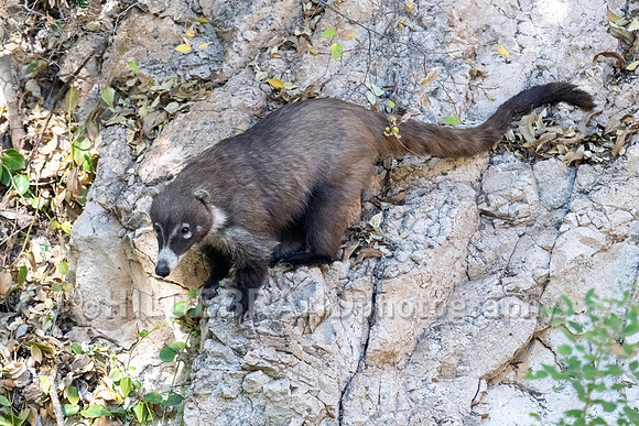 Coatimundi