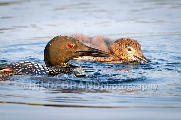 Common Loon