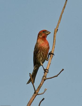 House Finch