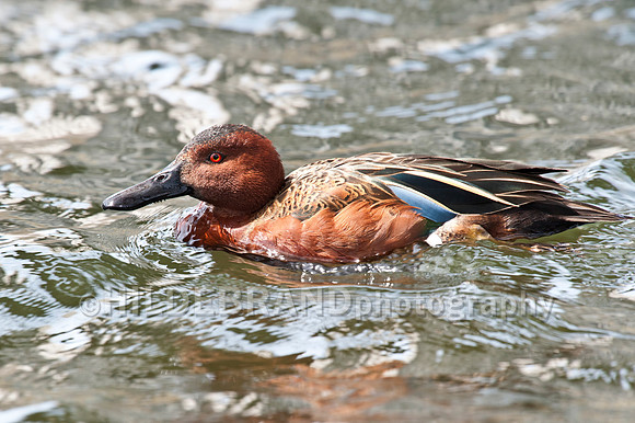 Cinnamon Teal