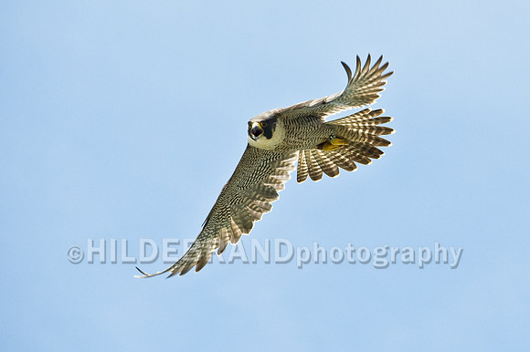 Peregrine Falcon