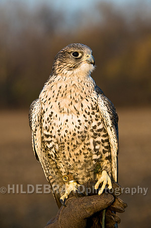 Hybrid Falcon on Glove