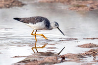Greater Yellowlegs