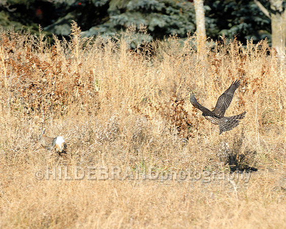 Goshawk Chasing Rabbit