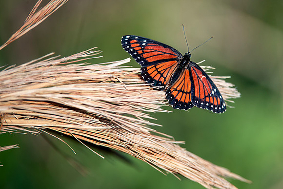 Viceroy