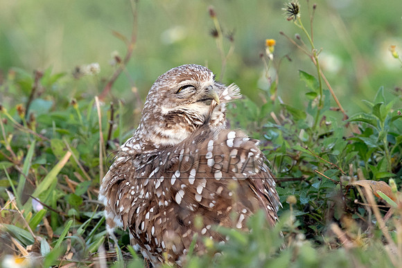 Burrowing Owl