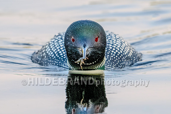 Common Loon