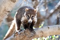 Coatimundi