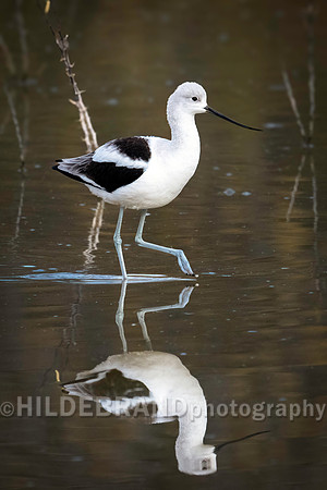 American Avocet