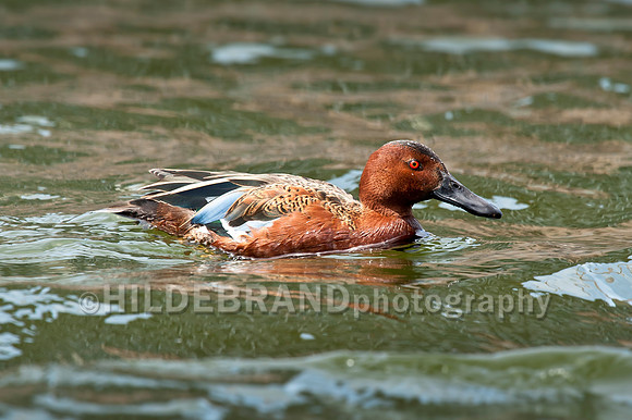 Cinnamon Teal