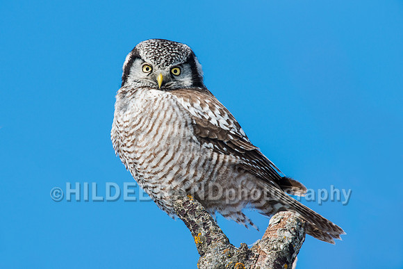 Northern Hawk-Owl