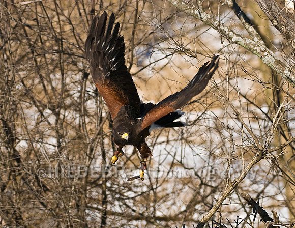 Harris's Hawk