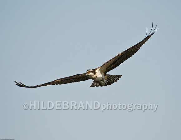 Osprey in Flight