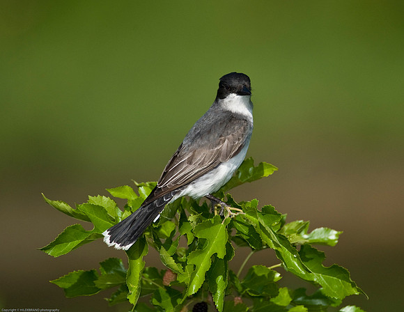 Eastern Kingbird