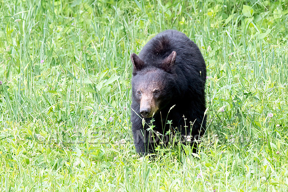 Black Bear