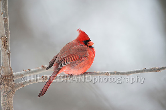 Northern Cardinal