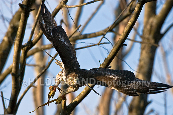 Immature Red-Tail Hawk