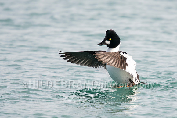 Common Goldeneye