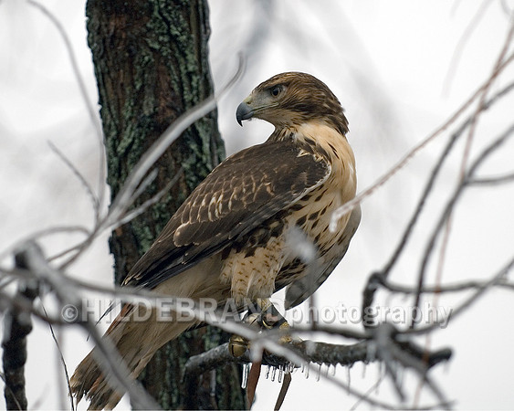 Red-Tail Hawk