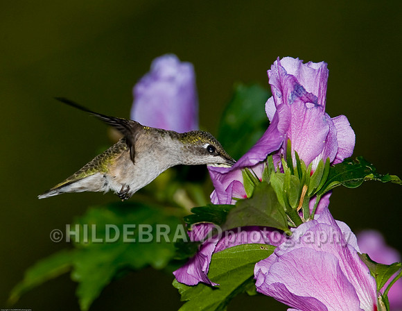 Ruby-Throated Hummingbird