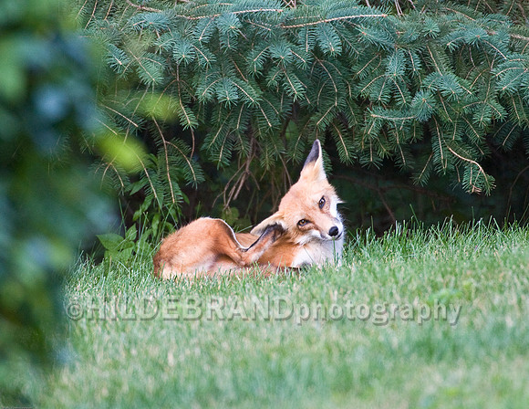 Neighborhood Red Fox