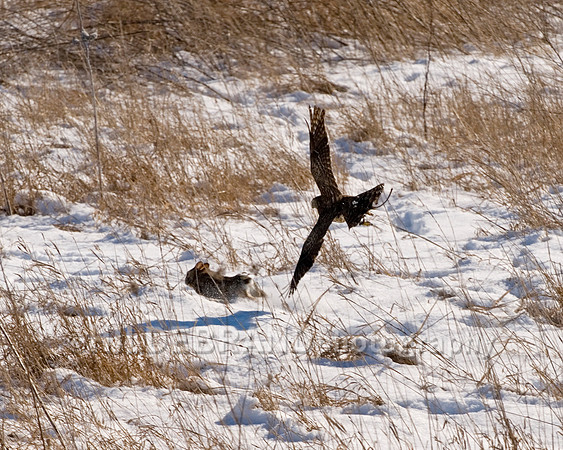 Goshawk in pursuit of rabbit
