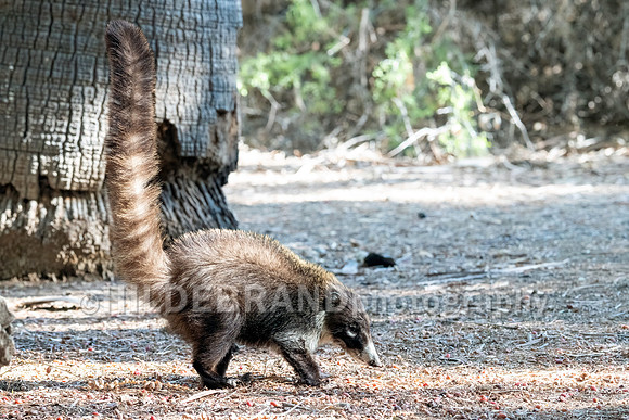 Coatimundi
