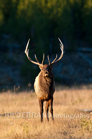Sunrise Bugle