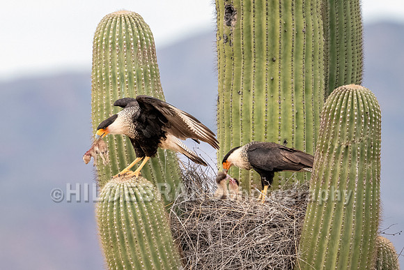 Crested Caracara
