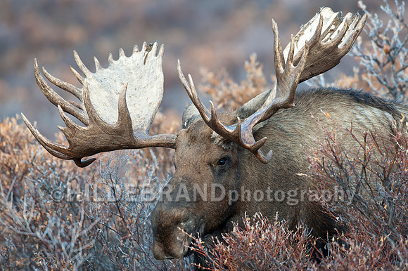 Moose