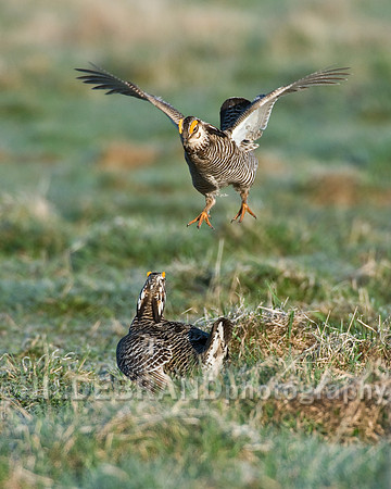 Greater Prairie Chicken