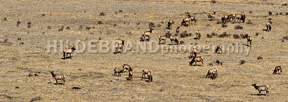 Elk Herd