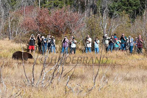 Wildlife Paparazzi