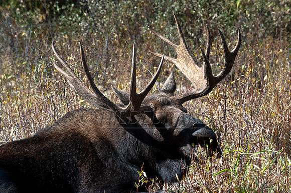 Bull Moose
