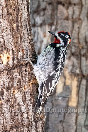Red-naped Sapsucker