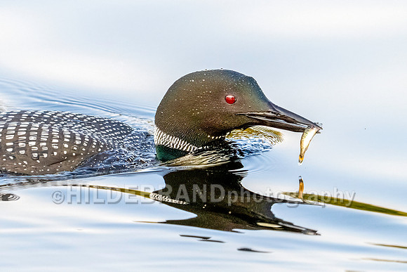 Common Loon