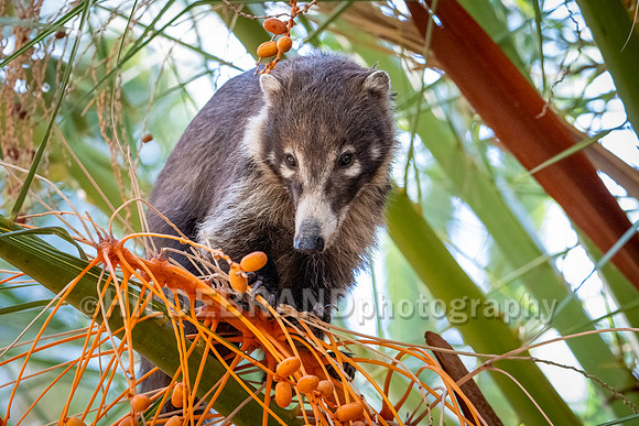 Coatimundi