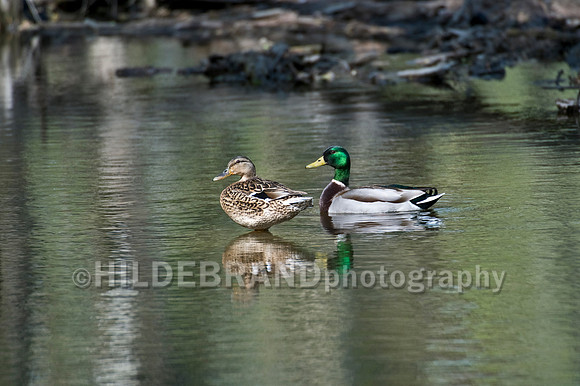Mallard Ducks - Breeding Pair