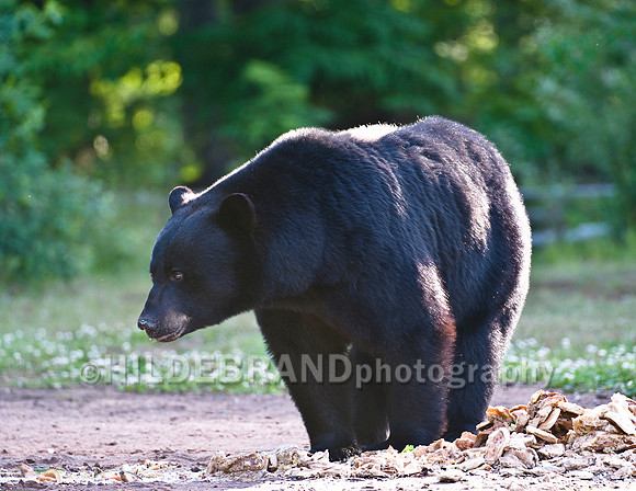 Black Bear at Bait Site - No.3
