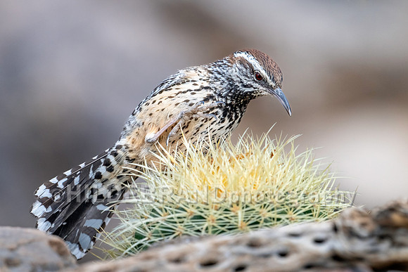 Cactus Wren
