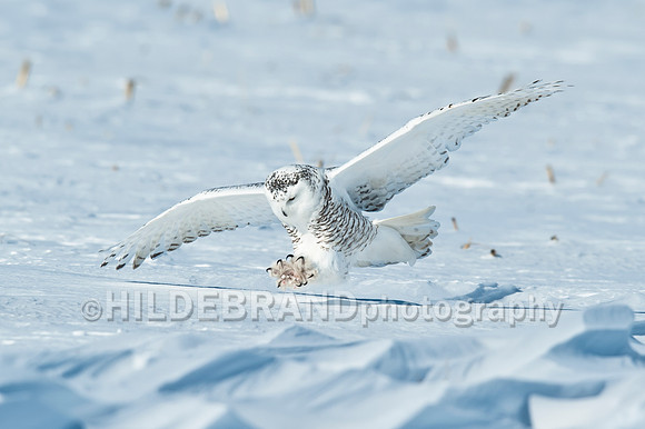 Snowy Owl