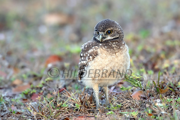 Burrowing Owl