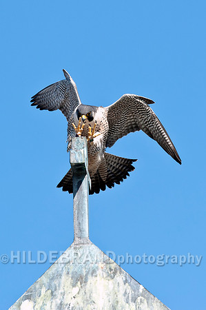 Landing