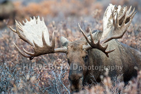 Moose
