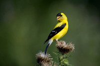 American Goldfinch