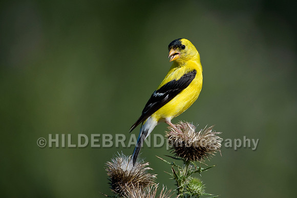 American Goldfinch