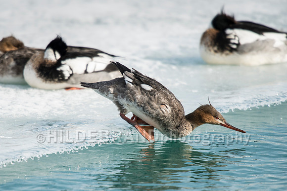 Red-breasted Merganser