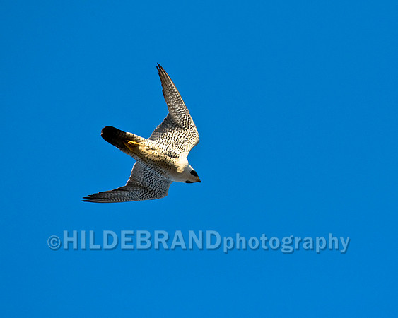 St. Michael's Peregrine