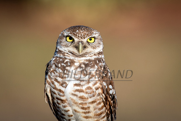 Burrowing Owl